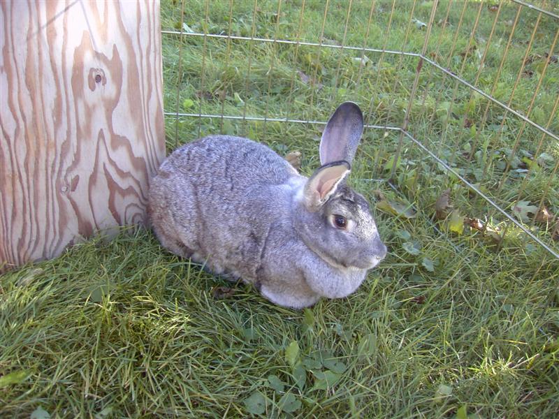 bunnies and more bunnies 097 (Medium)