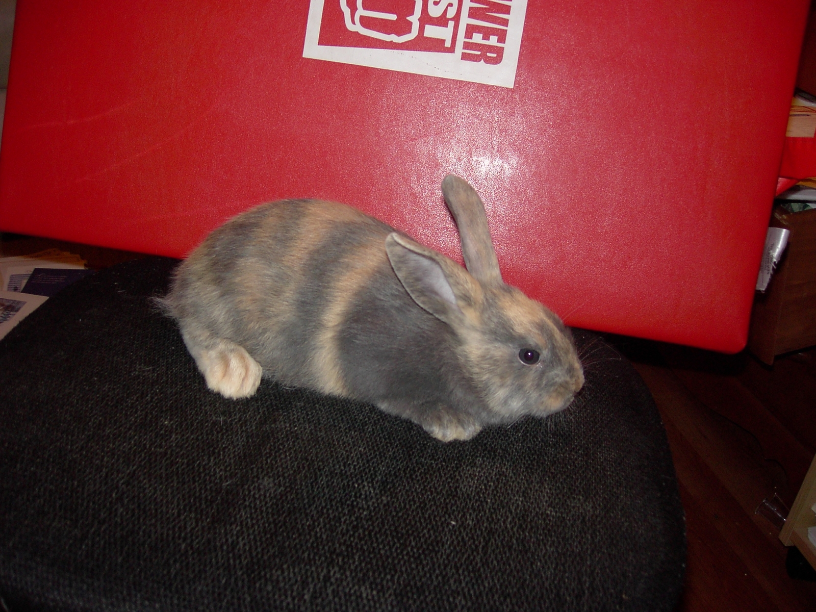 bunnies in november 09 055